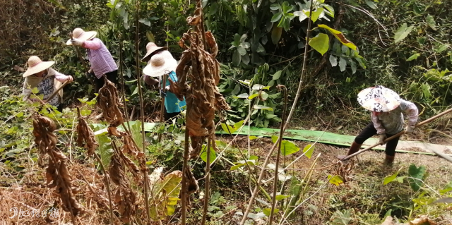 但是對于劉佳榮來說，辛苦并不算什么，他最害怕的是趕不上夏種，今年的晚造收成變“零”。他透露，在開平種植水稻一年兩造，他年產(chǎn)值30萬元左右，利潤主要在晚造水稻。他發(fā)現(xiàn)旱情的嚴(yán)重性之后，立刻向村小組組長反映相關(guān)情況，希望麗新村可以幫助解決農(nóng)田用水問題。“沒想到他們效率這么高，我剛和村小組組長說完，第二天村委會干部們就到田里了解情況，一起研究解決辦法。”劉佳榮說。