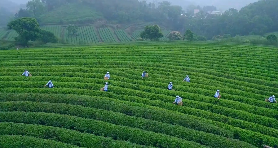 1 大沙鎮(zhèn)廣闊的茶園.jpg