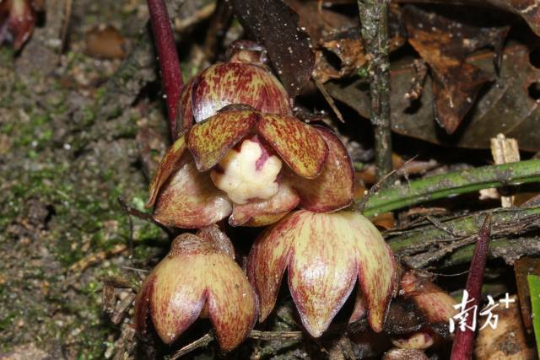 廣東石門臺國家級自然保護(hù)區(qū)現(xiàn)新物種石門臺蜘蛛抱蛋。