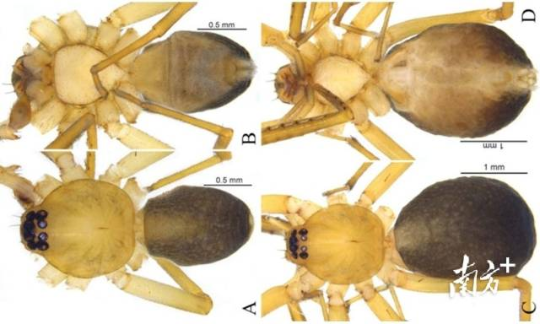 丹霞大斑蛛。丹宣供圖