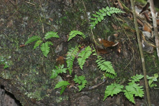 國達(dá)鐵角蕨。丹宣供圖