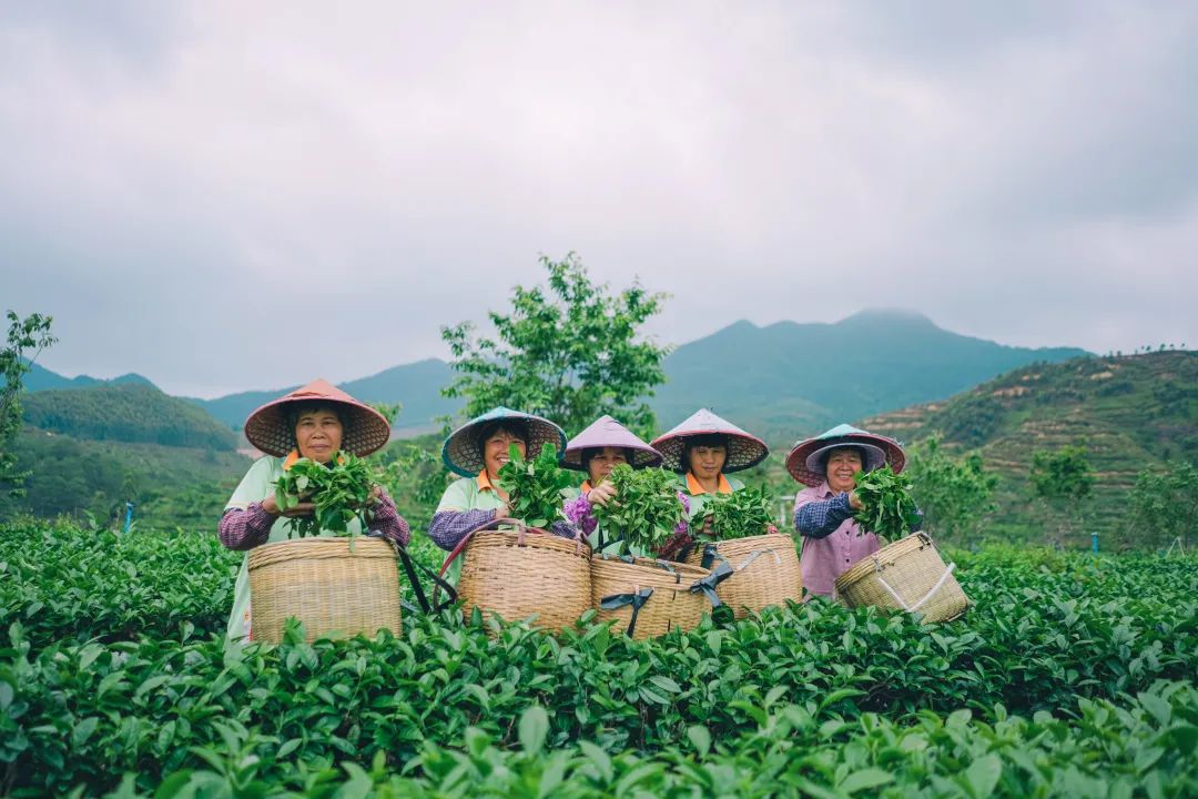 千萬人共享一個春天！來開平大沙，品嘗春天的第一縷茶香！