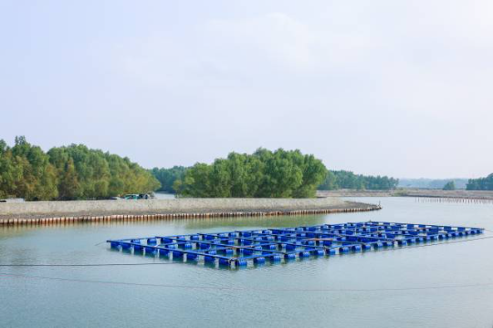 雷高鎮(zhèn)正在大力推動紅樹林保護(hù)與水產(chǎn)養(yǎng)殖耦合發(fā)展。（程麒 攝）