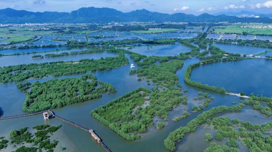 惠東縣用十年時(shí)間將破碎化的紅樹林斑塊培育成萬畝連片濕地。（彭華 攝）