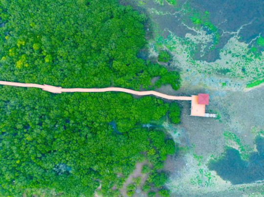 湛江特呈島生長著全球罕見的紅樹林古樹群。（藍(lán)東旭 攝）