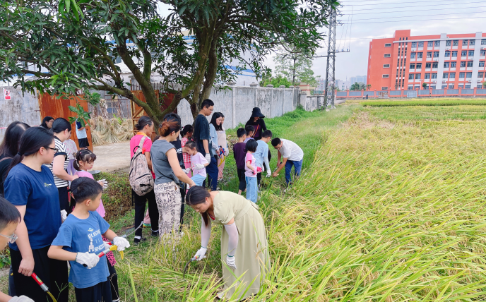 稻香金滿倉(cāng) 親子共豐收 ——市農(nóng)業(yè)農(nóng)村局開(kāi)展主題實(shí)踐活動(dòng)